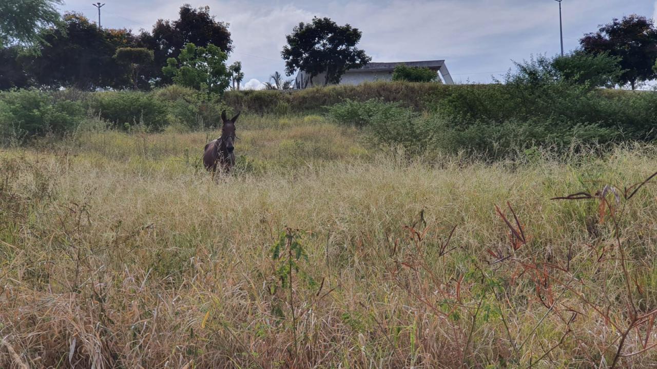 Em Jequié limpeza pública custa mais de 1 milhão e meio de reais e população reclama