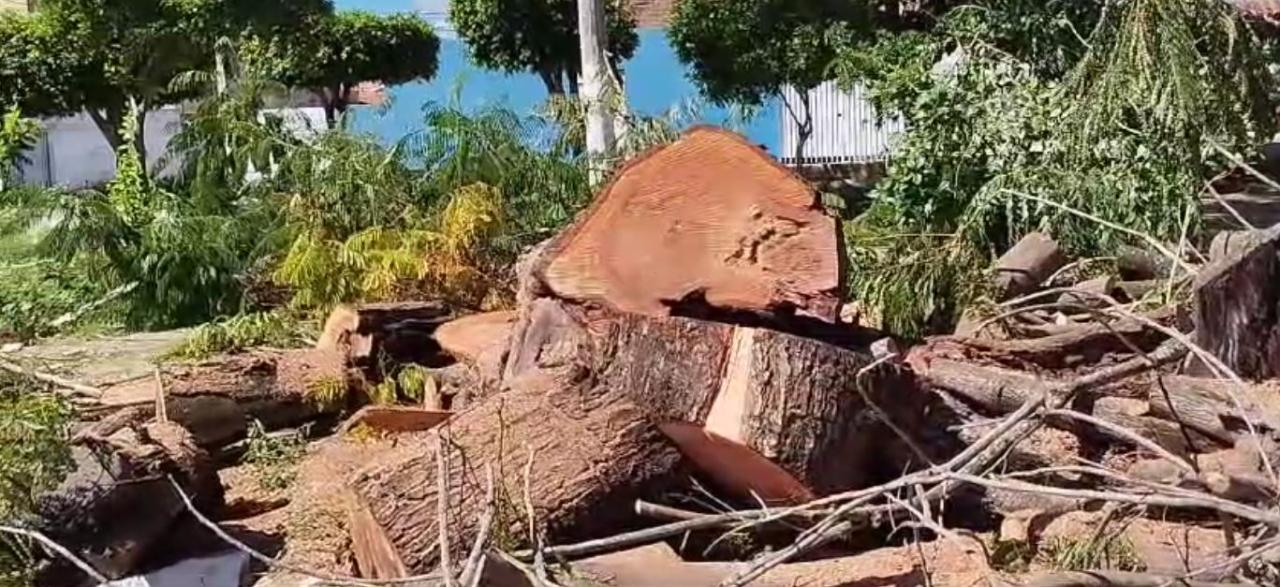Jequié à Sombra do Desinteresse: Arborização Urbana, Uma Luta.