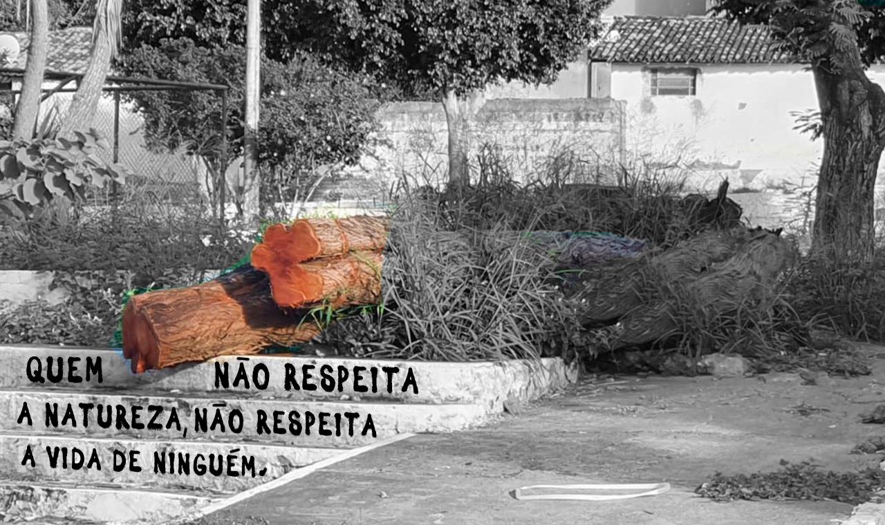 Internautas acreditam que derrubada de árvores é falta de consciência ambiental da gestão