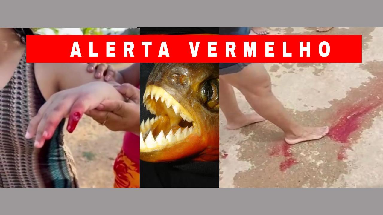 PIRANHAS ATACAM BANHISTAS EM JEQUIÉ E PROVOCAM LESÕES