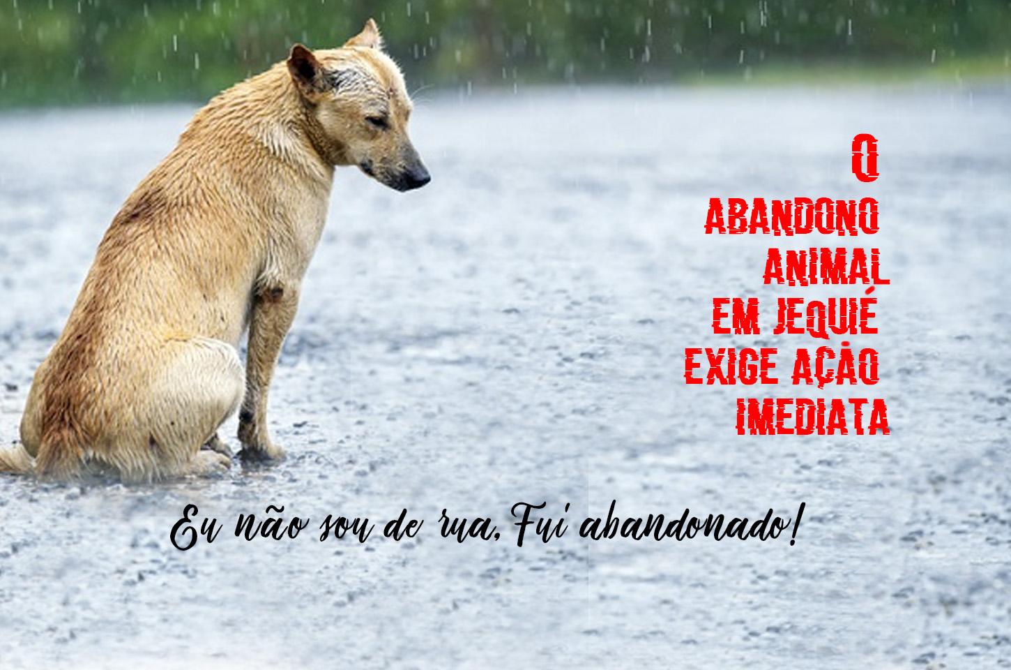 ANIMAIS ABANDONADOS: DE QUEM É A CULPA?