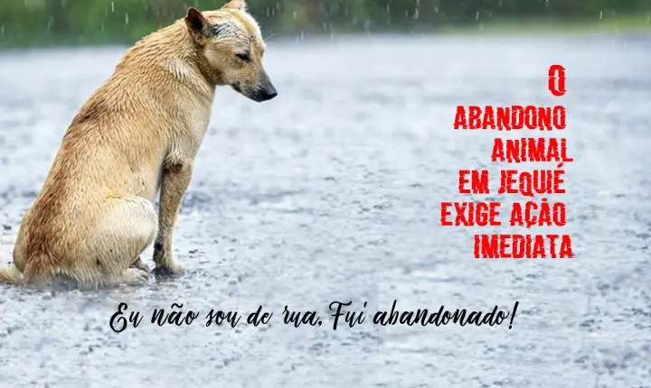 ANIMAIS ABANDONADOS: DE QUEM É A CULPA?