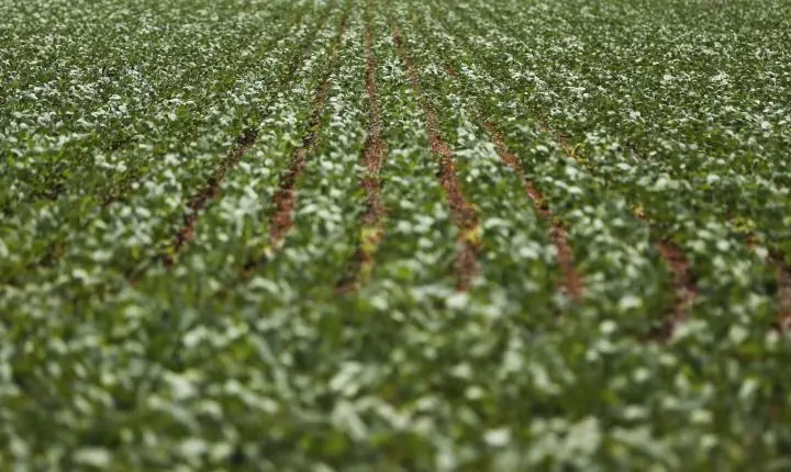 Reunião com bancada do agro termina sem acordo sobre dívidas rurais